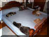 Seven cats on bed !